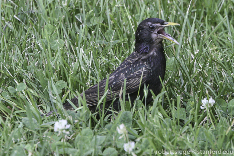 european starling